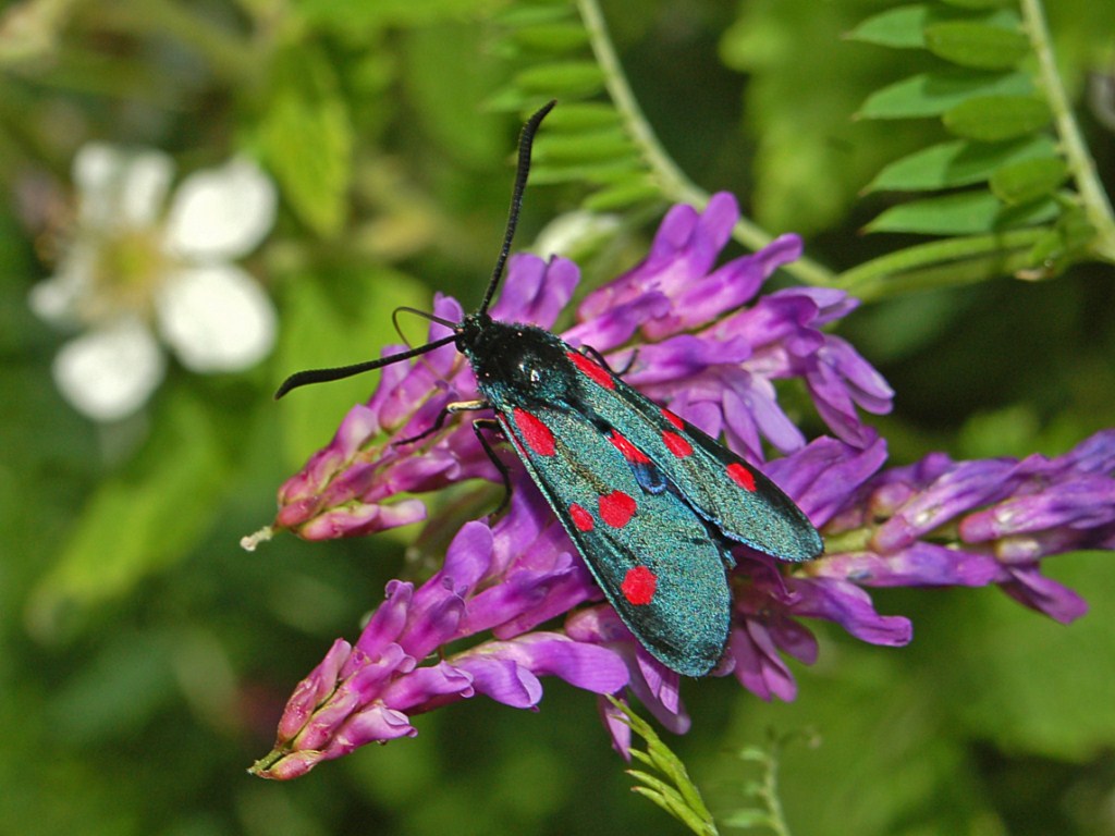 Una Zygaena con quatto punto rossi per ala